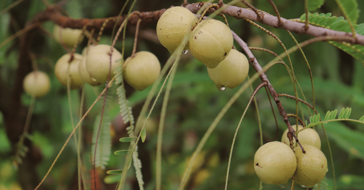 This is a picture of a plant called Amalaki. It links to an Amalaki summer face mask recipe.